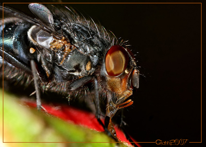 Calliphora sp.